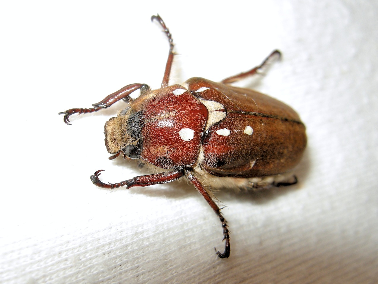 Melolonthidae - Anoxia cf. villosa